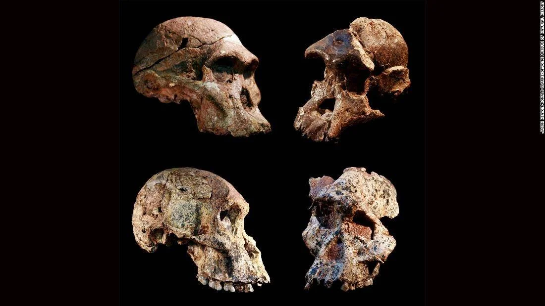 Cuatro cráneos fósiles de homínidos prehistóricos fotografiados desde distintos ángulos sobre fondo negro.