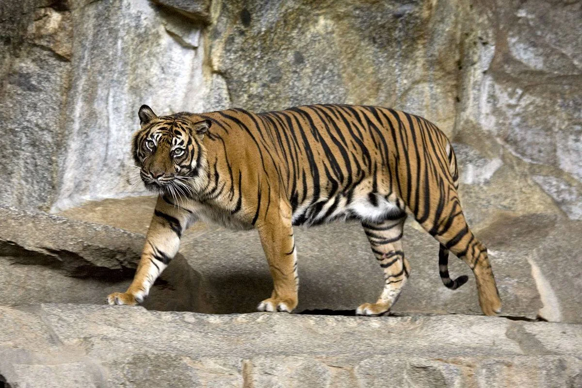 Tigre de rayas naranja y negras camina sobre rocas grises mirando directamente a la cámara.