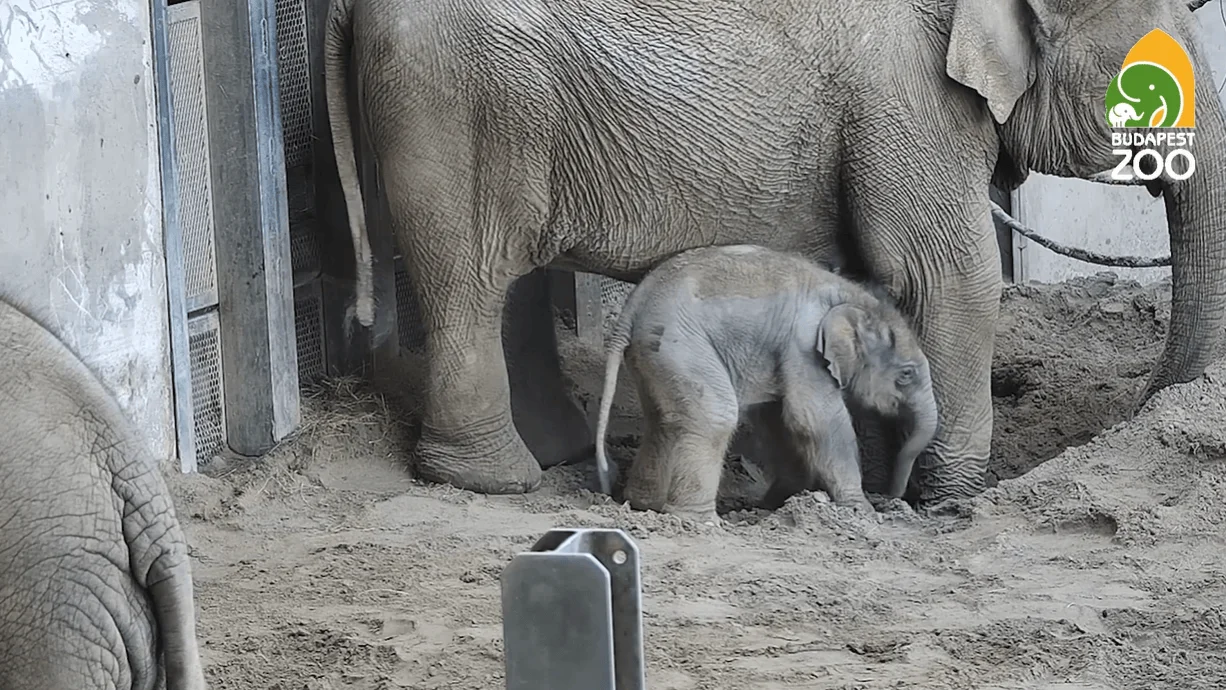 Elefante bebé recién nacido refugiado bajo las patas de su madre en el recinto del Zoo de Budapest.