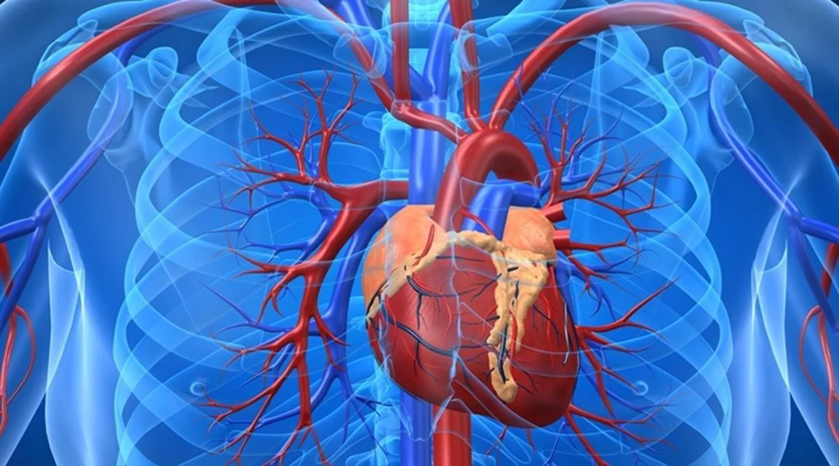 Representación 3D del corazón humano con arterias y venas dentro de un torso transparente azul.