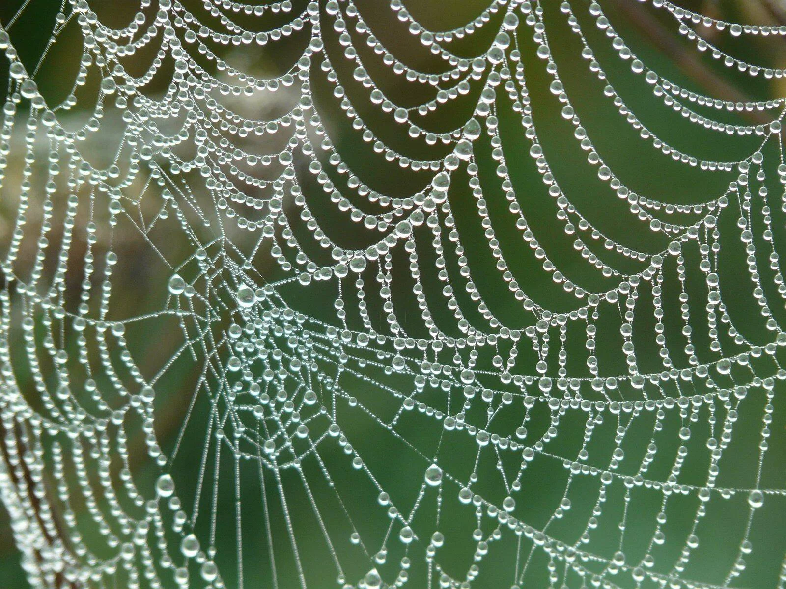 Telaraña cubierta de diminutas gotas de rocío que forman patrones concéntricos sobre fondo verde difuminado.