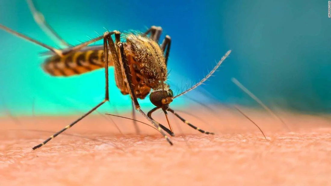 Mosquito picando la piel de una persona, visto en detalle macro con fondo azul y verde.