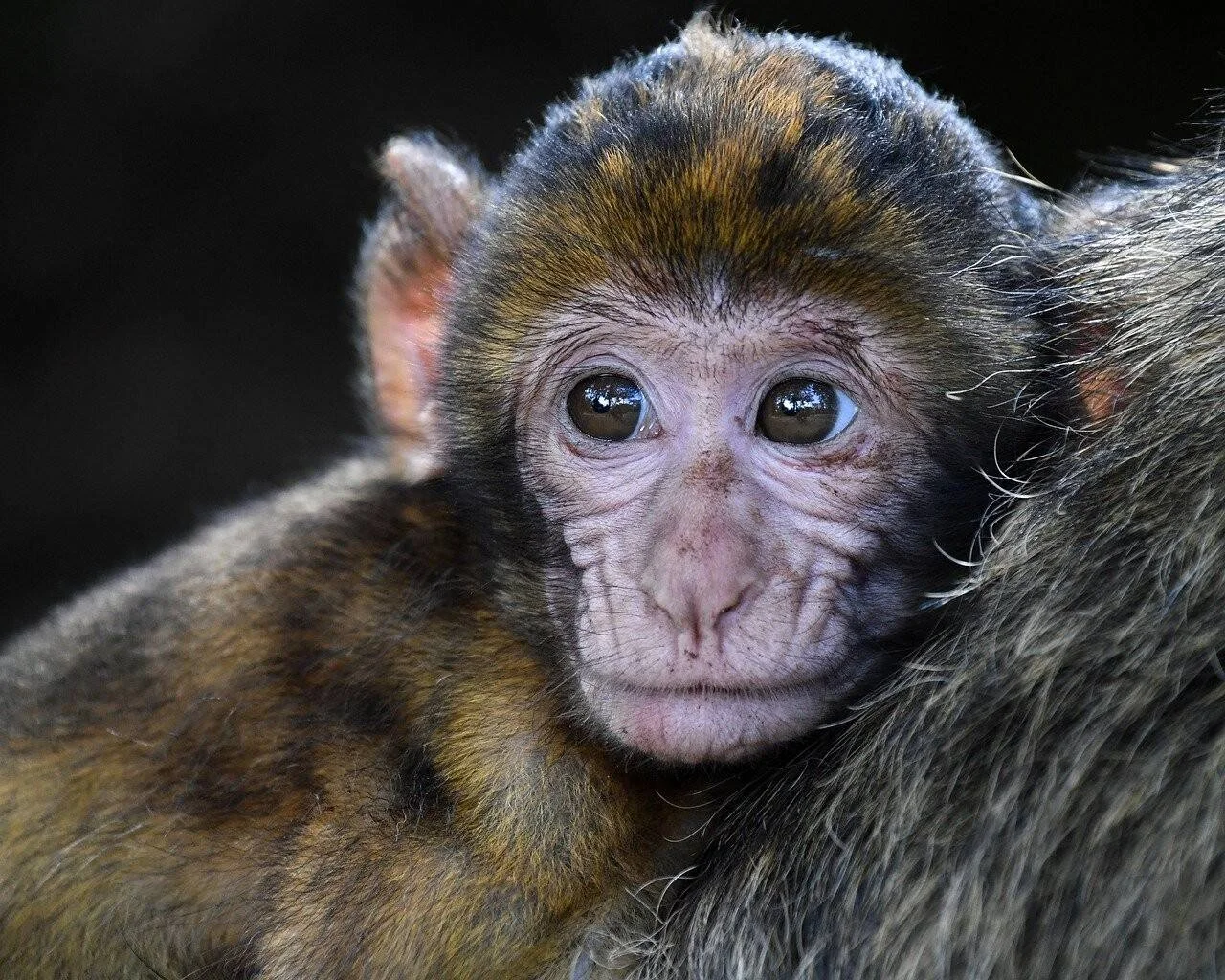 Bebé macaco de pelaje pardo y cara rosada mira fijamente a cámara, apoyado sobre el lomo de un adulto.
