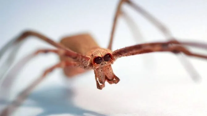 Primer plano frontal de una araña marrón mostrando sus ojos y quelíceros con detalle macrofotográfico.