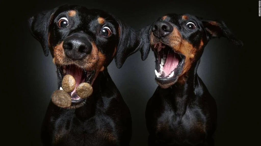 Dos perros doberman con la boca abierta intentando atrapar golosinas, fotografiados con fondo negro en estudio.
