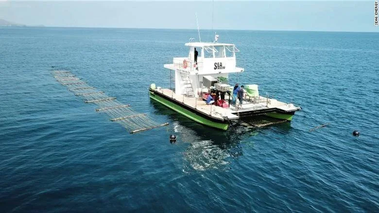 Plataforma flotante de Sea Energy con estructuras de cultivo de algas marinas extendidas sobre el océano.