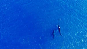 Dos orcas nadan juntas en el océano azul, fotografiadas desde el aire.