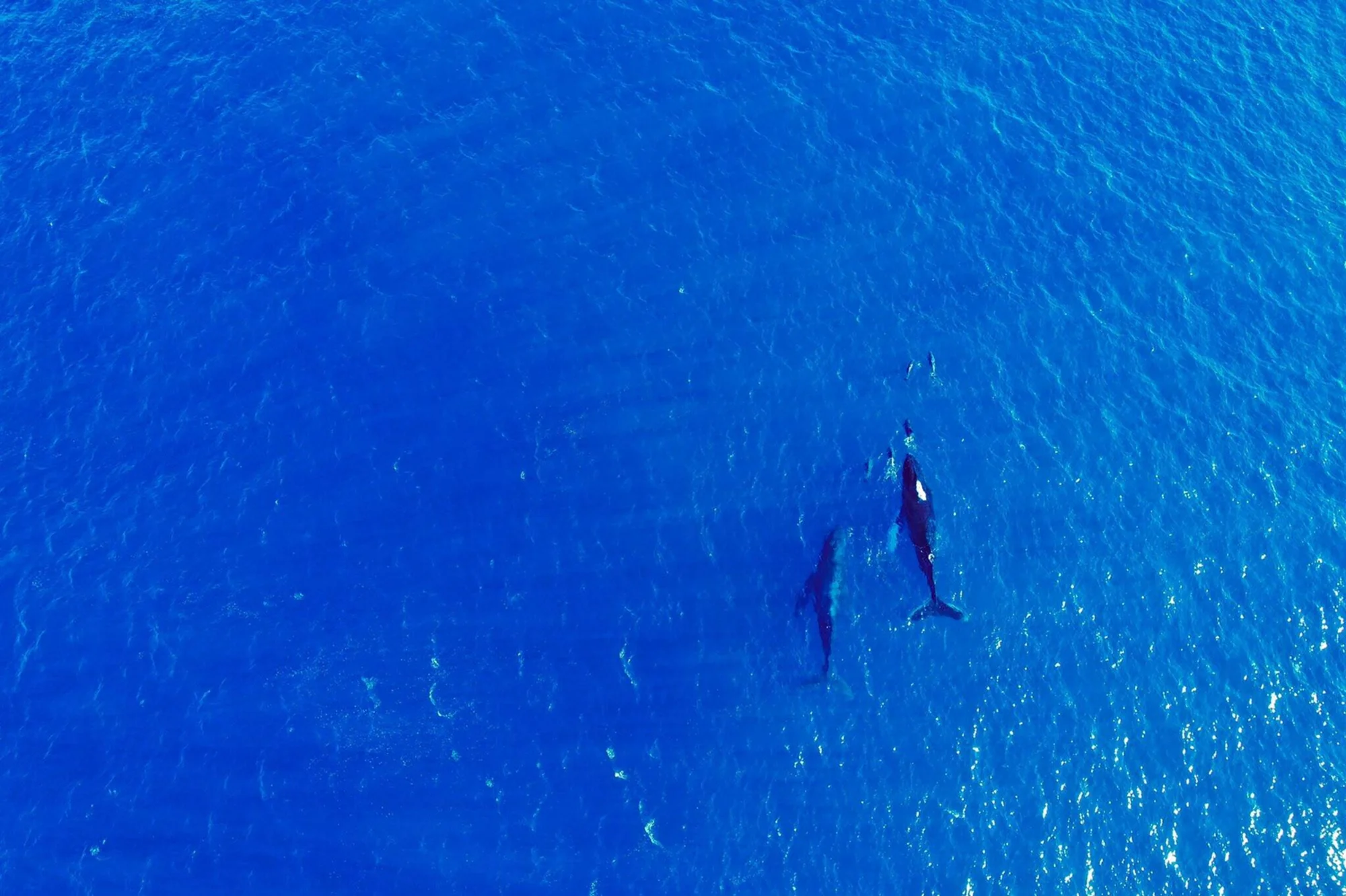 Dos orcas nadan juntas en el océano azul, fotografiadas desde el aire.