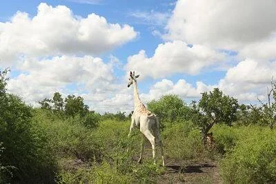 Jirafa de coloración blanca por leucismo de pie entre vegetación verde bajo un cielo nublado en África.