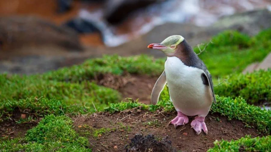 Pingüino de ojos amarillos parado sobre un terreno cubierto de musgo, con pico rojo y patas rosadas.