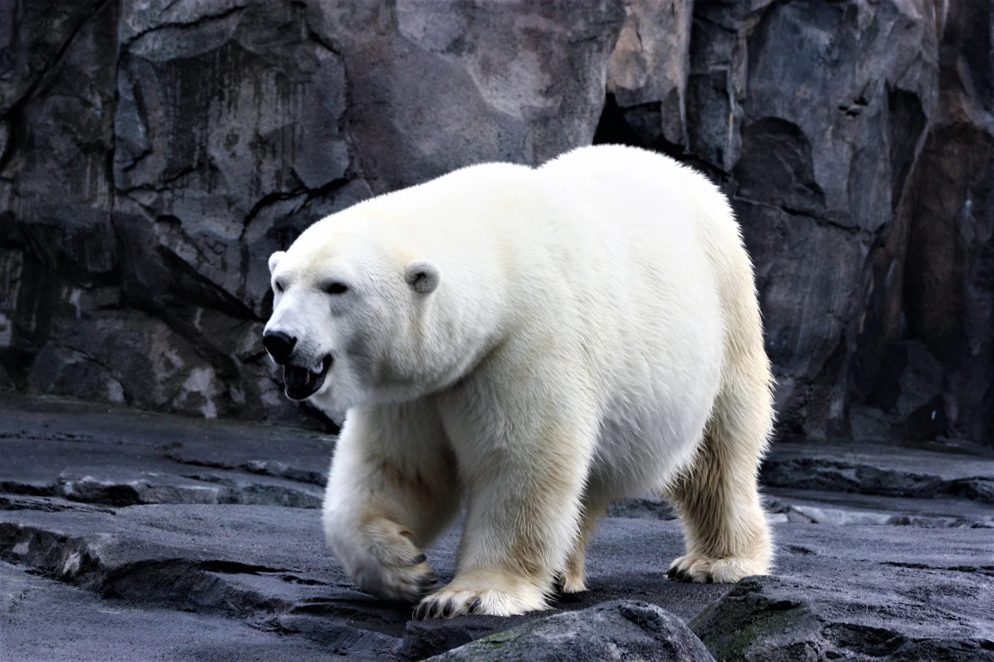 Oso polar adulto camina sobre un suelo rocoso oscuro con la boca entreabierta, frente a una pared de roca.