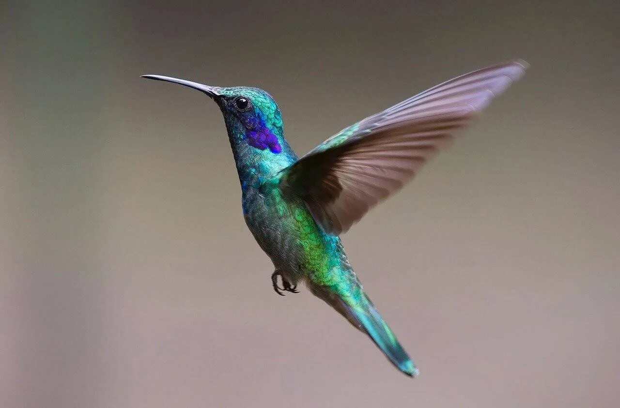 Colibrí de plumaje verde, azul y violeta suspendido en el aire con las alas en movimiento.