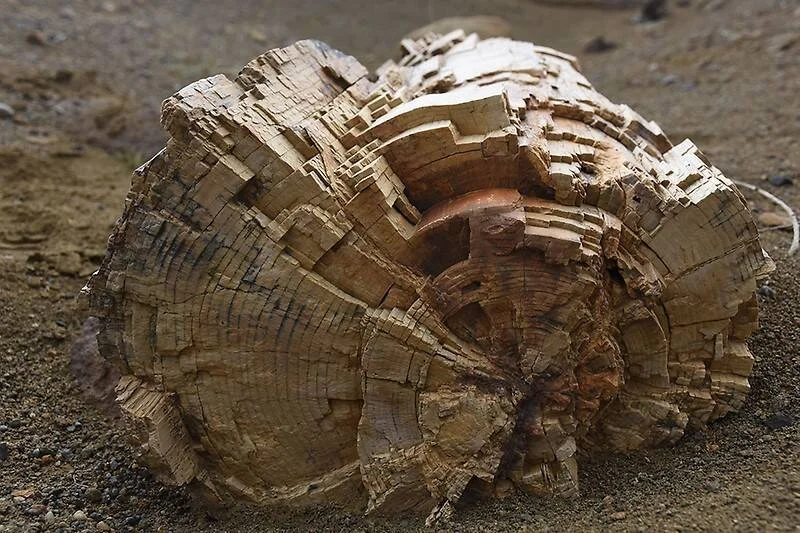 Sección de tronco petrificado sobre suelo arenoso, con anillos de crecimiento y textura fragmentada claramente visibles.