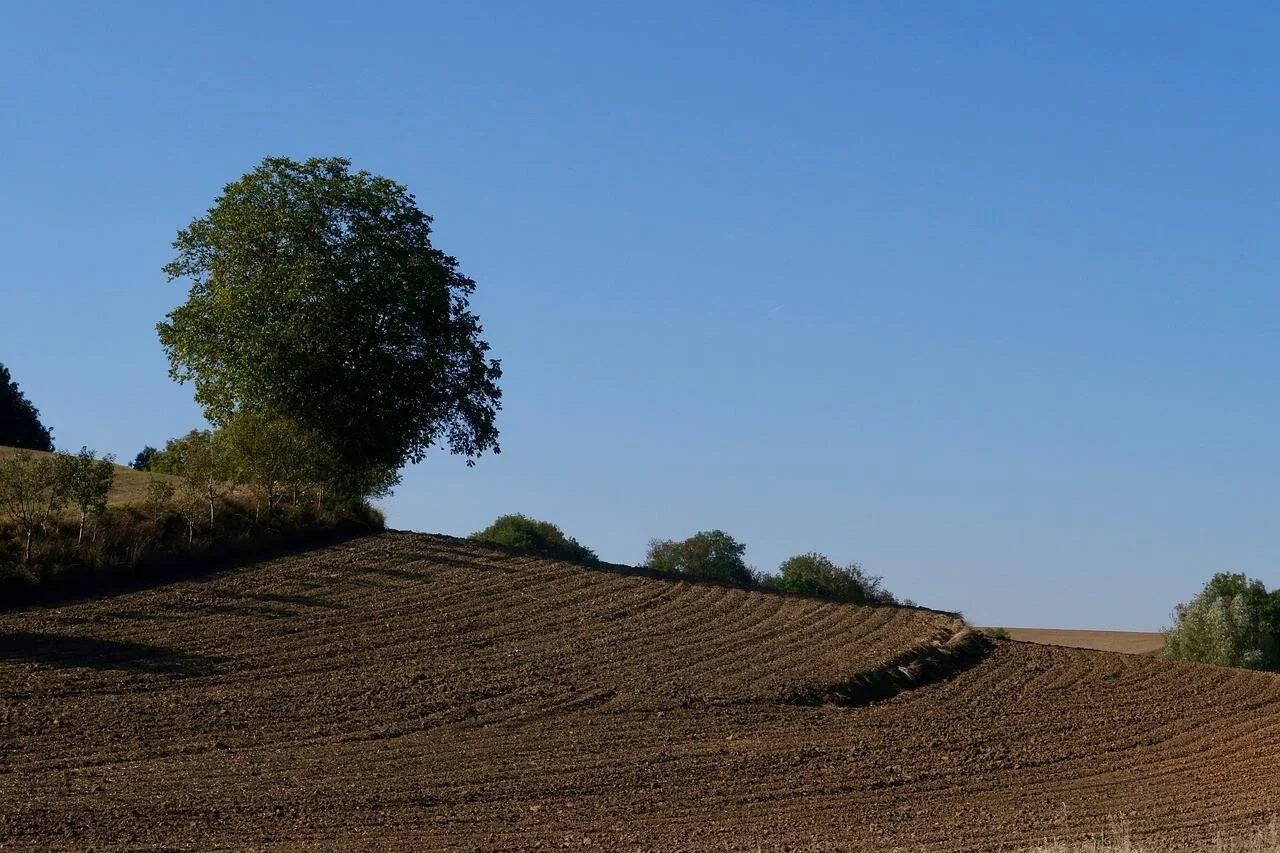 Campo agrícola recién arado con surcos ondulados y un árbol solitario en lo alto de la colina bajo cielo azul despejado.