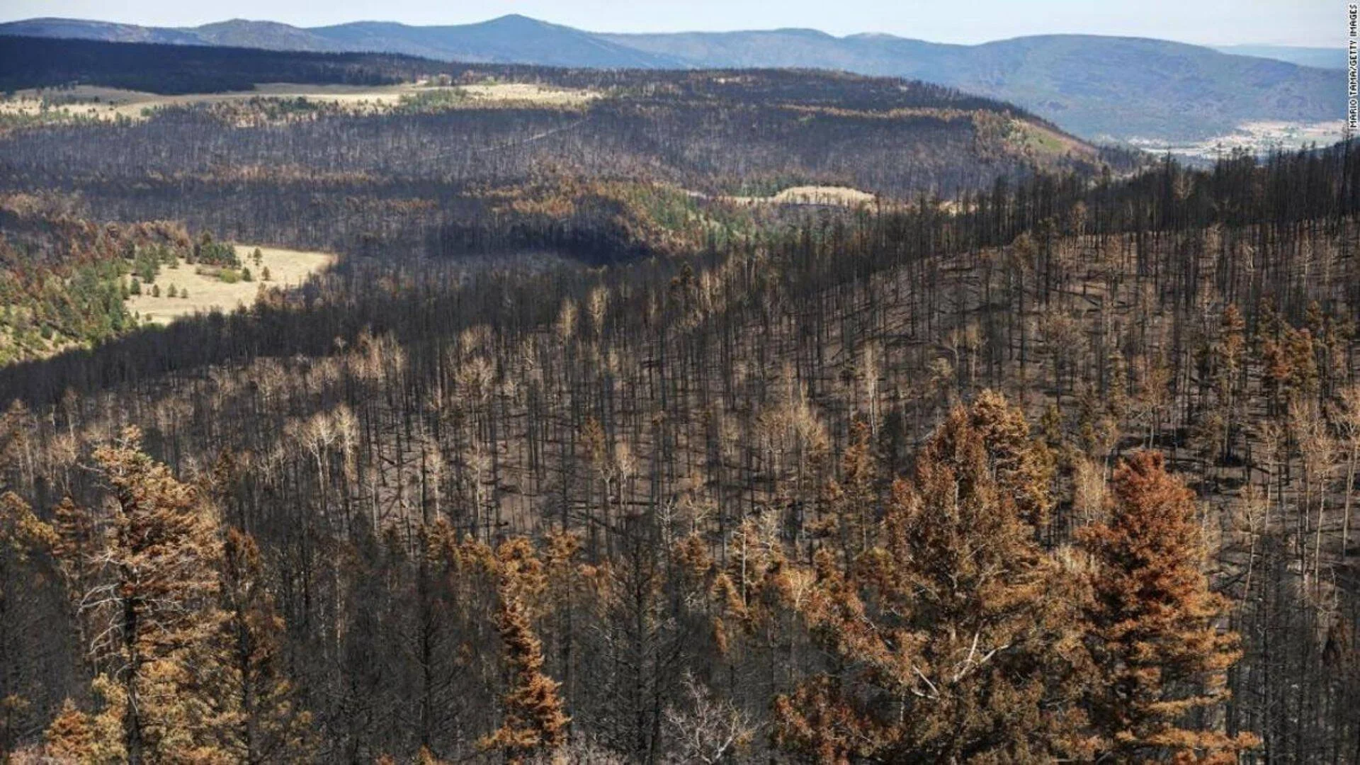 Vista aérea de laderas montañosas cubiertas de árboles carbonizados y secos tras un incendio forestal de gran magnitud.