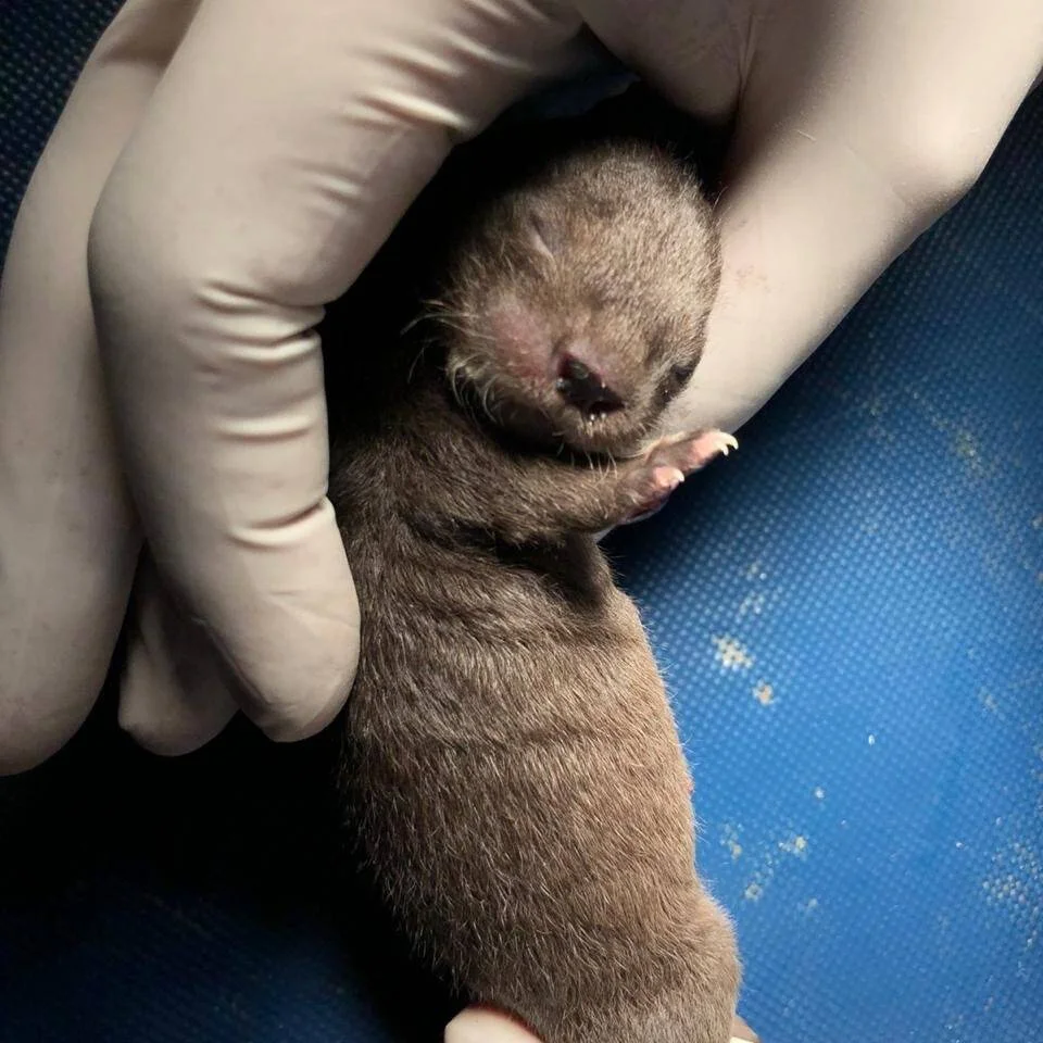 Pequeña cría de nutria recién nacida sostenida con guantes de látex durante una revisión veterinaria.