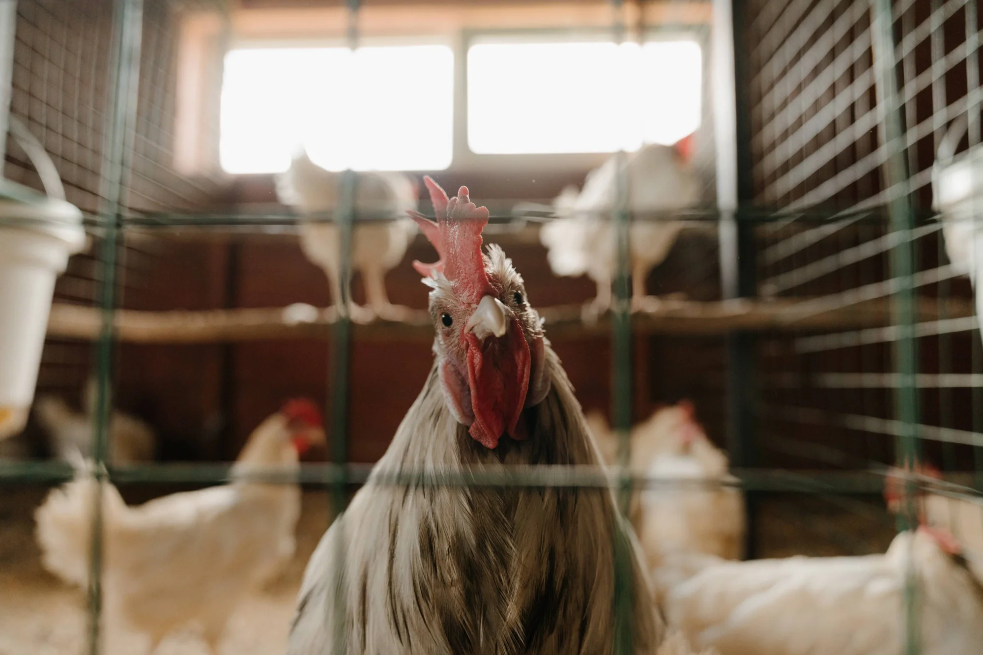 Gallo con cresta roja mira a cámara a través de una malla metálica en un gallinero con gallinas blancas al fondo.
