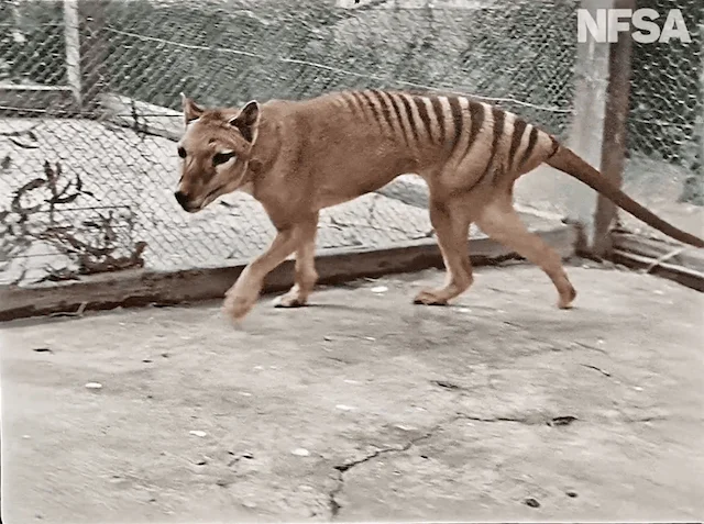 Tilacino —marsupial extinto con rayas oscuras en el lomo— caminando en un recinto cercado, en imagen coloreada de archivo de la NFSA.
