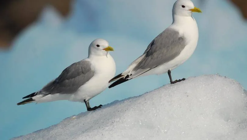 Dos gaviotas blancas con pico amarillo posadas sobre una superficie nevada con fondo azul claro.