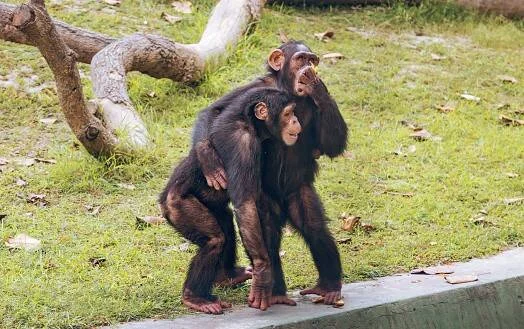 Dos chimpancés jóvenes interactúan y juegan sobre césped verde junto a un tronco caído.