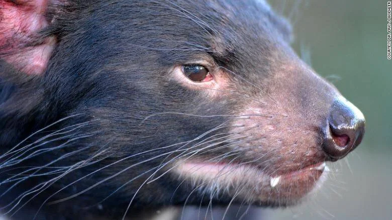Demonio de Tasmania de pelaje negro en primer plano, mostrando su hocico, bigotes y ojo de cerca.