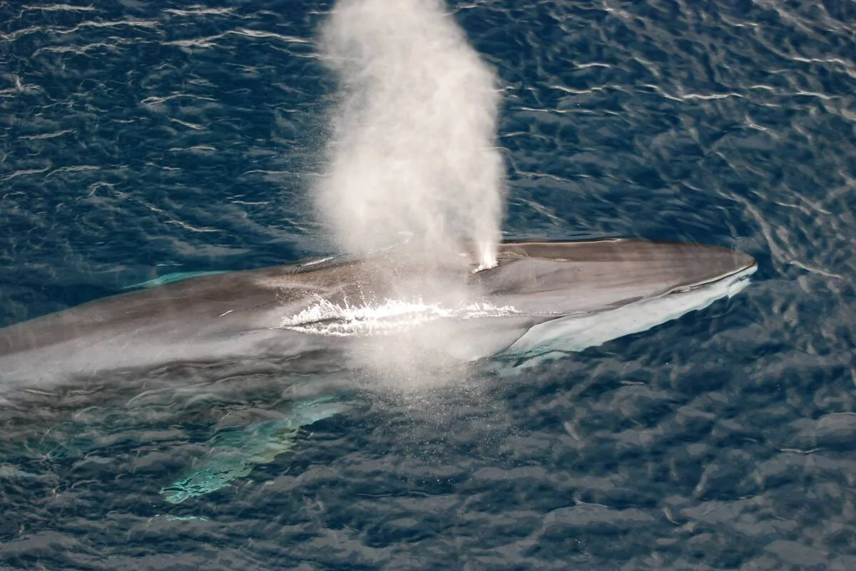 Vista aérea de una ballena azul en la superficie del océano expulsando un chorro de vapor por su espiráculo.
