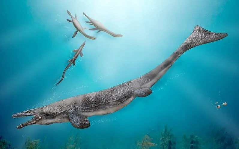 Reconstrucción artística de un plesiosaurio adulto nadando bajo el agua junto a dos crías más pequeñas.