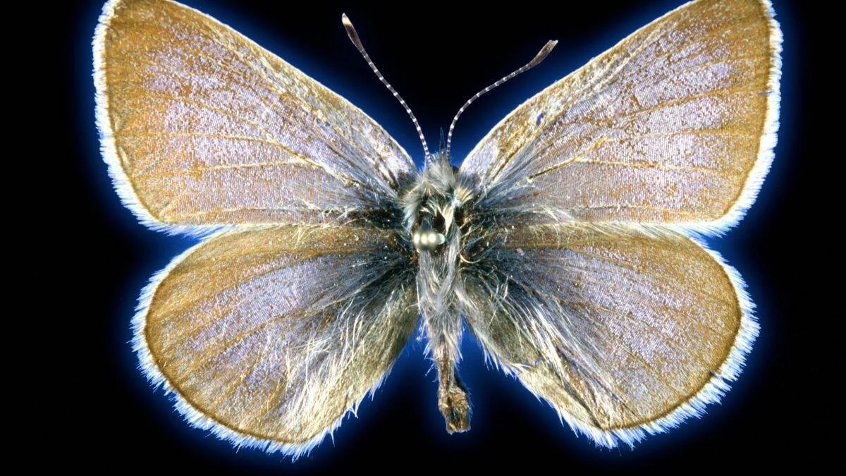 Espécimen de mariposa extendido con alas doradas e iridescentes y cuerpo peludo, fotografiado sobre fondo negro.