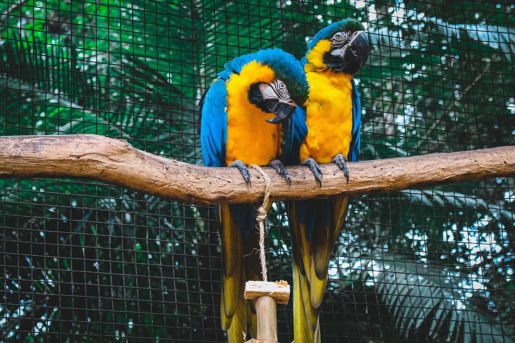 Dos guacamayos azul y amarillo posados juntos sobre una rama dentro de un aviario con vegetación al fondo.