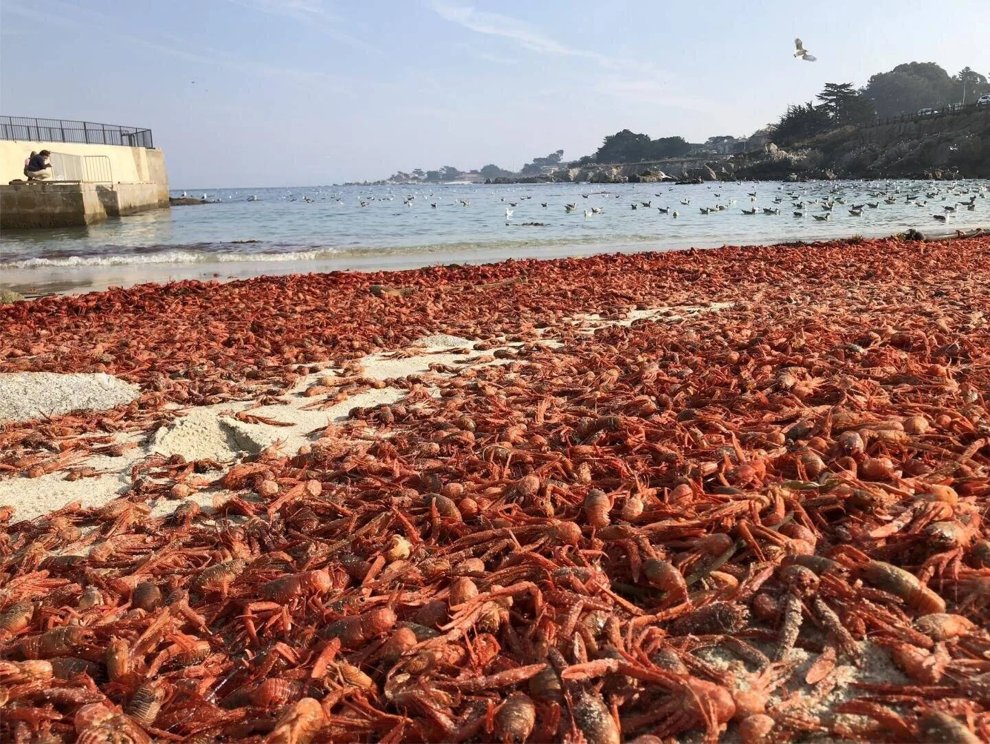 Miles de cangrejos rojos muertos cubren la arena de una playa, con aves marinas sobrevolando el agua al fondo.