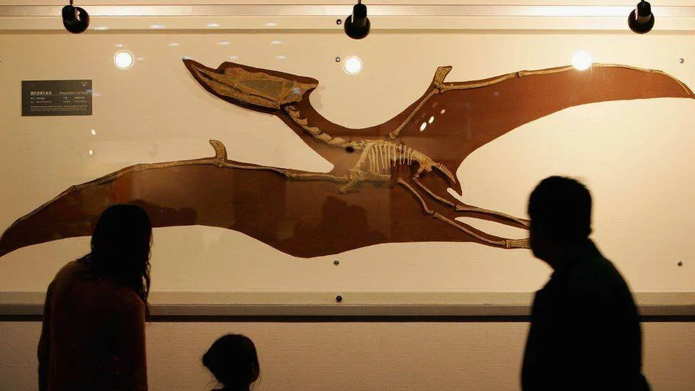 Dos personas en silueta observan una réplica fósil de pterosaurio expuesta en la pared de un museo.