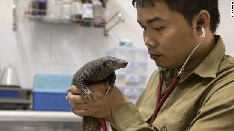 Veterinario con estetoscopio sostiene y examina un pangolín vivo en una sala médica.