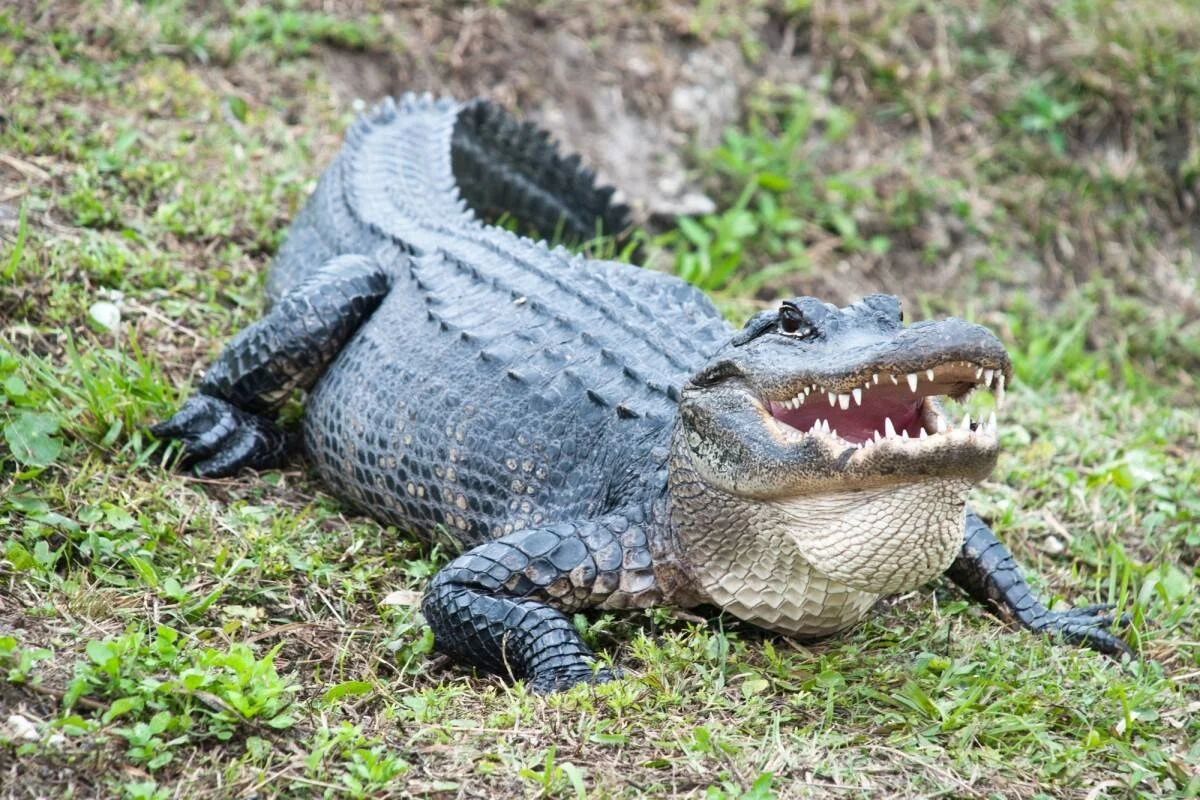 Caimán americano de gran tamaño descansando sobre hierba con la boca abierta mostrando sus dientes.
