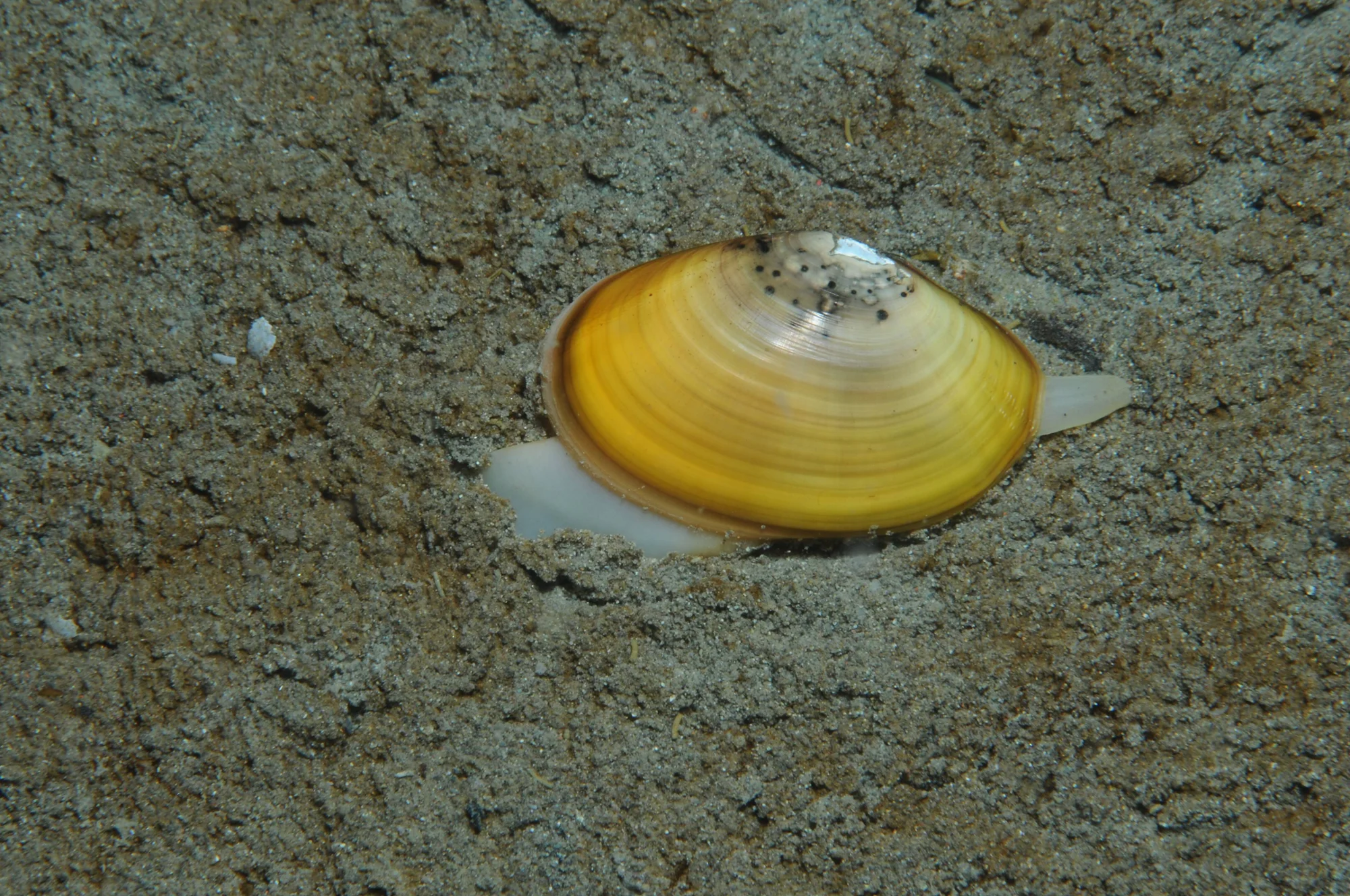 Molusco bivalvo de concha amarilla con pie blanco visible, semientrado en arena del fondo marino.