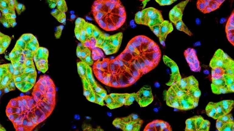 Imagen microscópica de fluorescencia mostrando estructuras celulares en rojo, verde y azul sobre fondo negro.