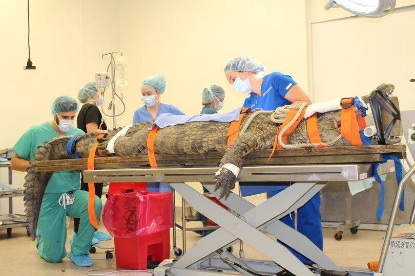 Un equipo de veterinarios con ropa quirúrgica opera a un gran cocodrilo sujeto con correas naranjas sobre una camilla en un quirófano.