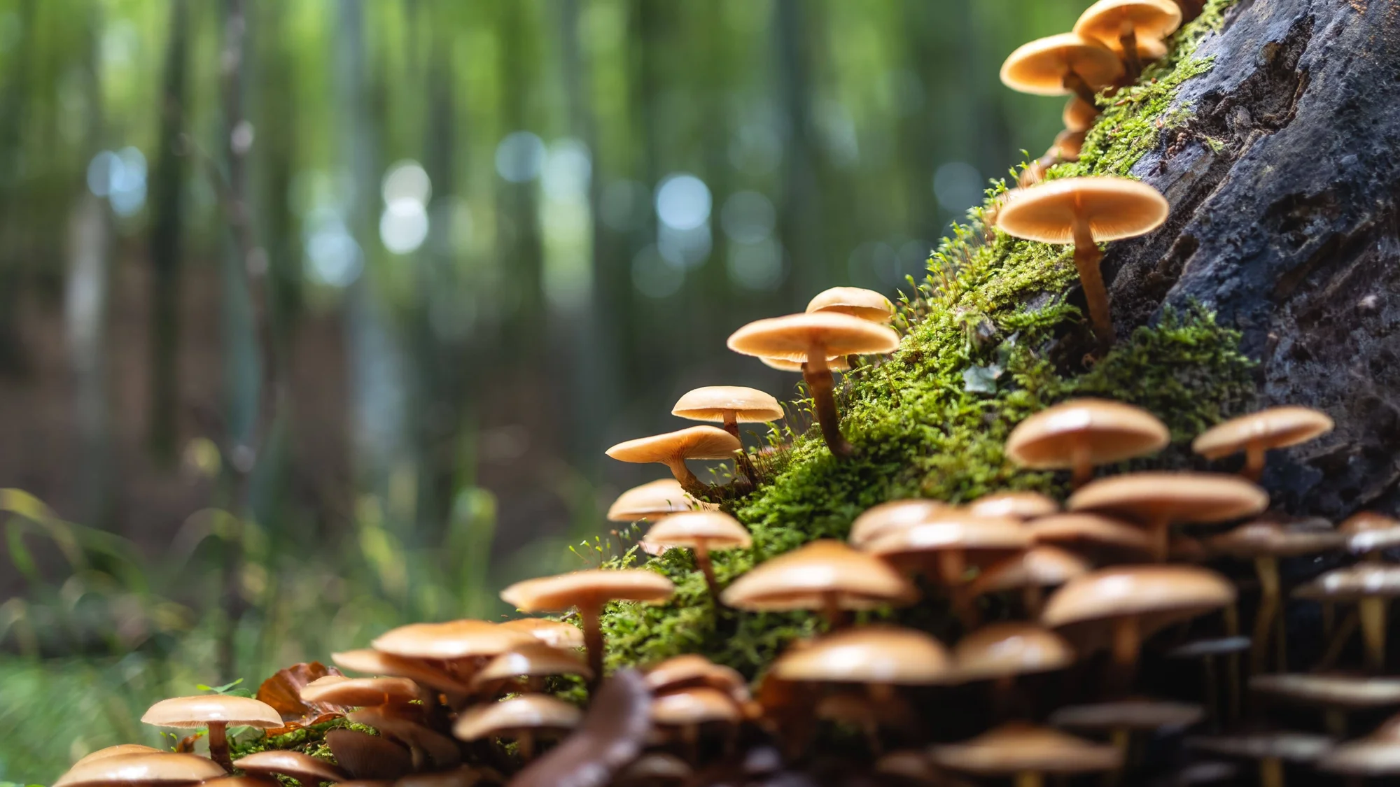 Grupo de hongos de sombrero dorado crecen sobre musgo verde en la base de un tronco, con bosque desenfocado al fondo.