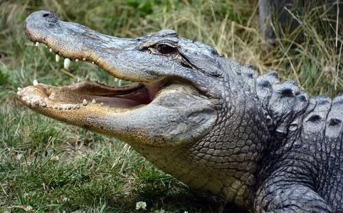 Caimán americano con las fauces abiertas mostrando sus dientes, descansando sobre hierba verde.