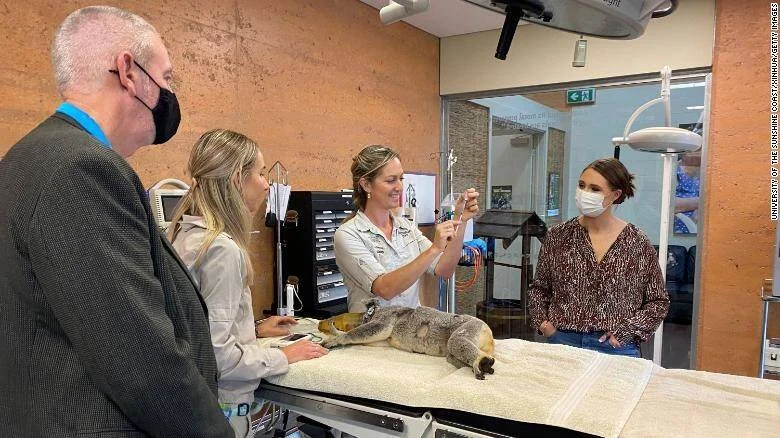 Veterinaria prepara una jeringa junto a un koala sobre mesa de examen, mientras tres personas observan en una clínica de fauna silvestre.