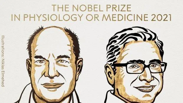 Ilustraciones de los dos galardonados con el Premio Nobel de Fisiología o Medicina 2021.