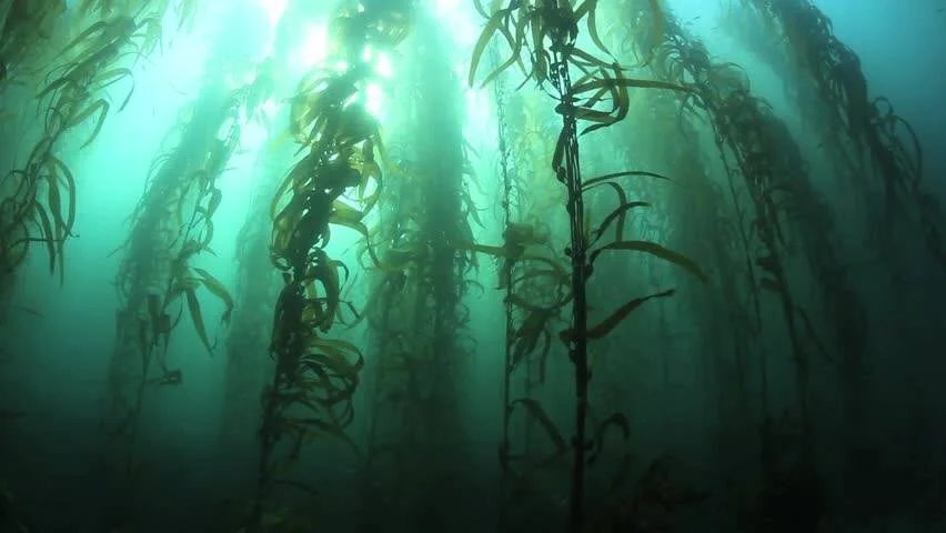 Vista submarina de un denso bosque de algas kelp con rayos de luz solar filtrándose desde la superficie.