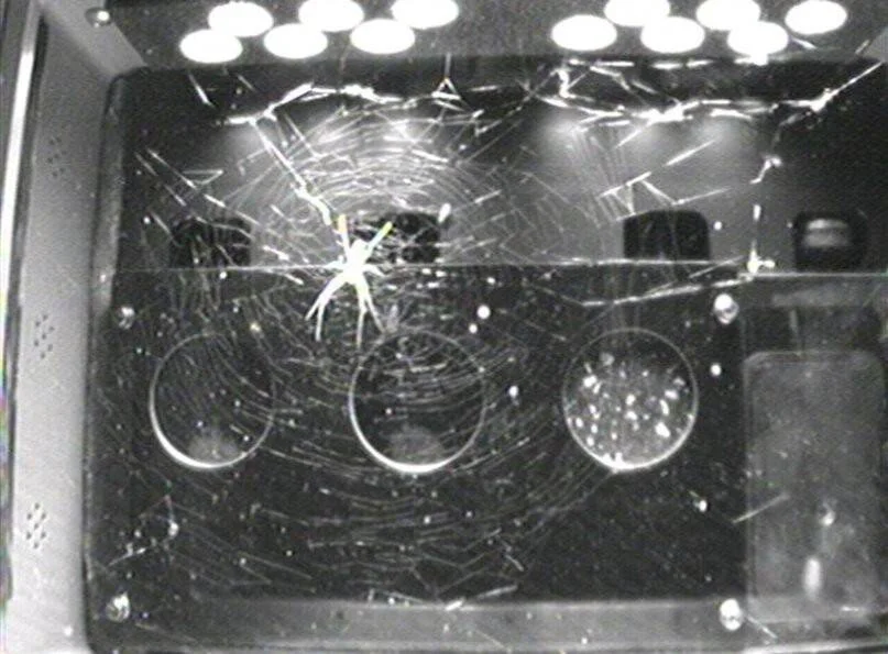 Araña en el centro de su tela dentro de un habitáculo de laboratorio iluminado, capturada en imagen infrarroja en blanco y negro.