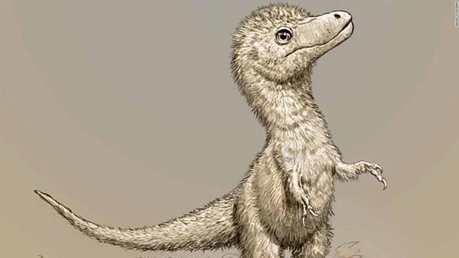 Reconstrucción artística de una cría de tiranosaurio rex con pelaje fino y postura erguida sobre fondo beige.