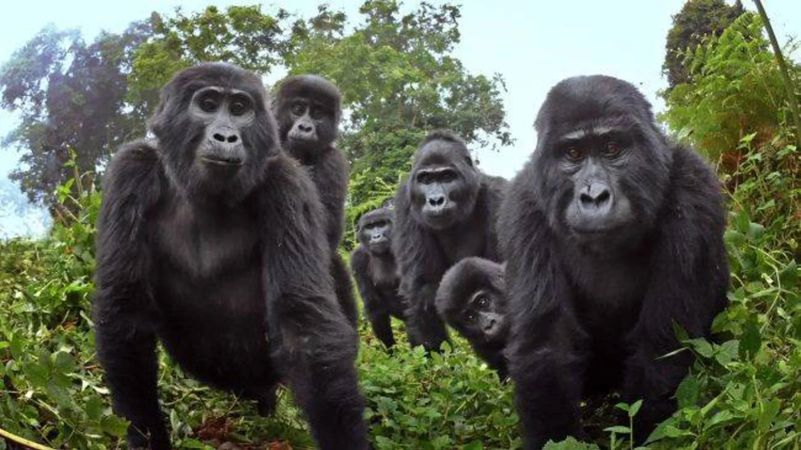 Varios gorilas de pelaje negro, incluyendo crías, caminan juntos entre la vegetación densa de una selva tropical mirando a cámara.