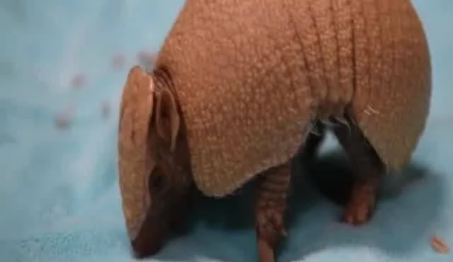 Armadillo con caparazón marrón visto de frente, apoyado sobre sus cuatro patas en una superficie azul.