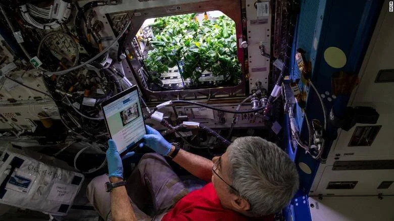 Astronauta con guantes revisa una tablet frente a un módulo de cultivo de plantas verdes a bordo de la Estación Espacial Internacional.