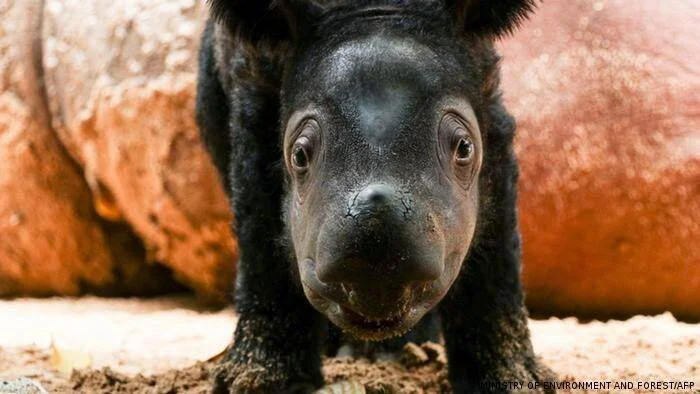 Cría de rinoceronte de Sumatra de pelaje negro mira de frente a la cámara en su recinto.