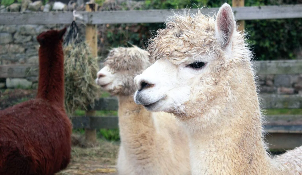 Alpaca blanca con pelo rizado en primer plano junto a otras dos alpacas de colores marrón y beige en un corral.