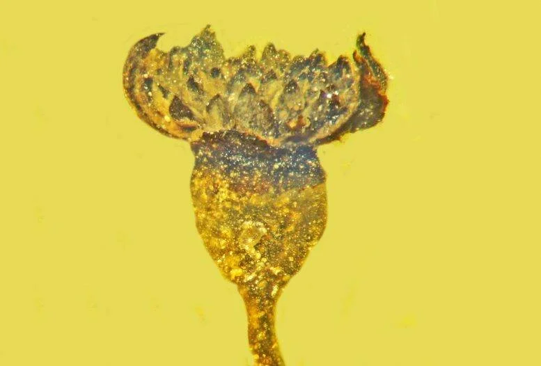 Pequeña flor fósil con pétalos y ovario visibles, preservada en ámbar de color amarillo dorado.