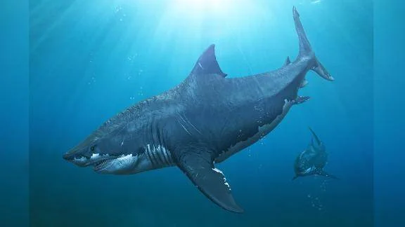 Recreación artística de un megalodón gigante nadando en aguas profundas azules junto a un tiburón mucho más pequeño.